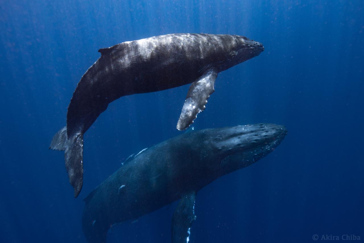 親子クジラ Everybody Photographer Com
