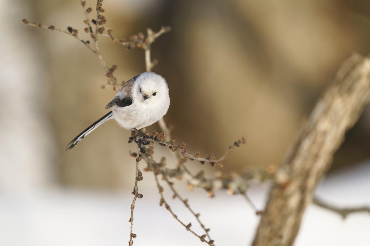 シマエナガジオラマウワッチ