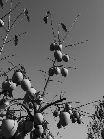 Panasonic 12-32mm F3.5-5.6 ASPH シルバー 新品)Panasonic (パナソニック) LUMIX G9PROII 標準ズームレンズキット