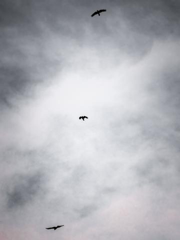 新品)Carl Zeiss (カールツァイス) Milvus 135mm F2 ZE（キヤノンEF用