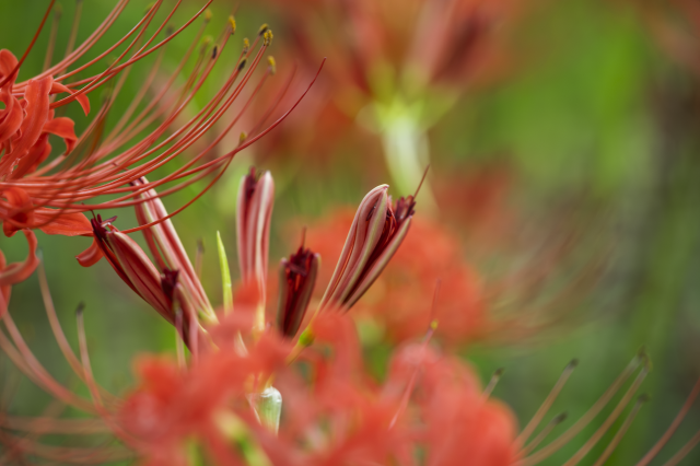 Fujinon XF80mmF2.8 LM OIS WR マップカメラ2年保証 マップカメラスタッフが語る「ニハチ」の魅力～FUJIFILM XF80mm