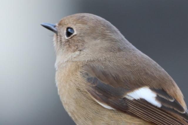 新品)Canon (キヤノン) RF100-400mm F5.6-8 IS USM（商品ID