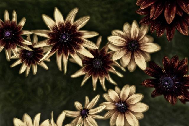 新品)SONY (ソニー) FE 20-70mm F4 G SEL2070G（商品ID