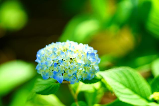 【美品】SONY　GM135mm ソニー FE 135mm F1.8 GM [SEL135F18GM] | 交換レンズ