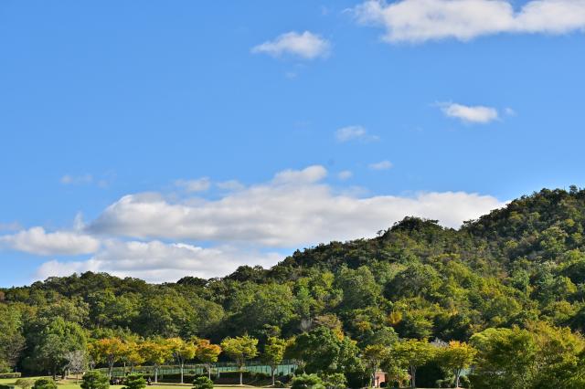 新品)Nikon (ニコン) NIKKOR Z DX 50-250mm F4.5-6.3 VR（商品ID