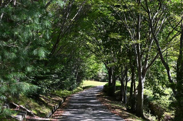 [美品]SONY α DT 18-250mm F3.5-6.3 レンズ 新品)Nikon (ニコン) Z50II ダブルズームキット（商品ID