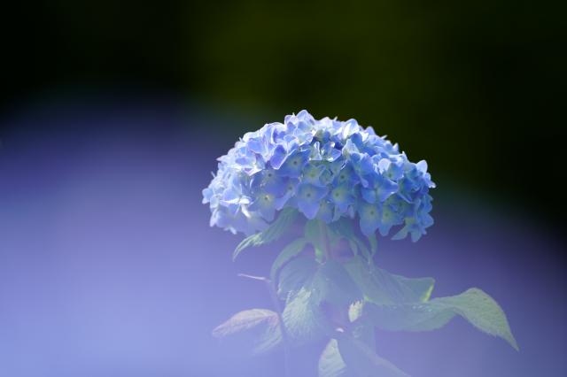 顔料セット 荻窪カメラのさくらや / ソニーFE100-400mmF4.5-5.6GM OSS 【秋