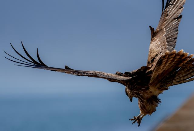 新品)SONY (ソニー) FE 70-200mm F2.8 GM OSS II SEL70200GM2（商品ID