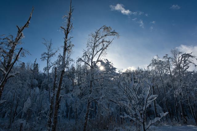 新品)SIGMA (シグマ) Contemporary 20-200mm F3.5-6.3 DG (ライカSL/TL