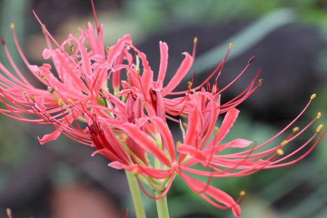 【キャノンレンズ】RF-S18-150mm F3.5-6.3 IS STM 美品 Canon RF-S18-150mm F3.5-6.3 IS STM