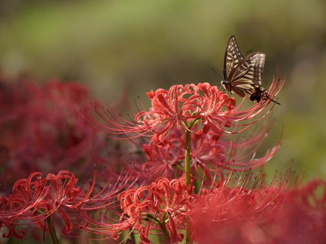 新品)TAMRON (タムロン) 50-300mm F4.5-6.3 Di III VC VXD/Model A069S