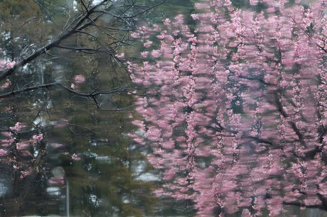 SONY - flowers様　sony α7rm2 (中古) flowers様 sony α7rm2 (中古)