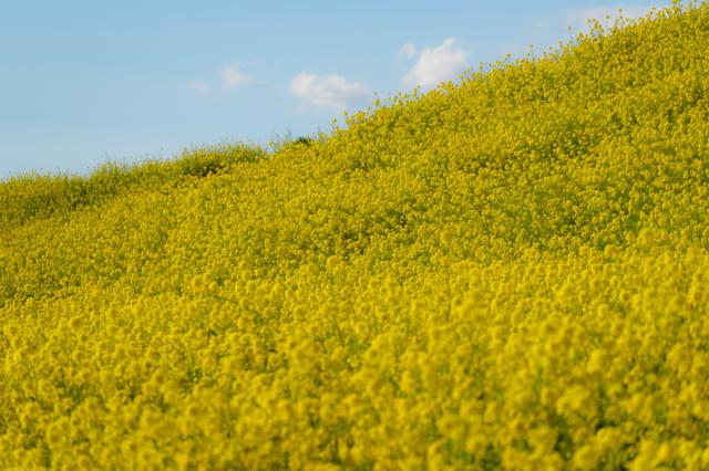 新品)Panasonic (パナソニック) LUMIX S 28-200mm F4-7.1 MACRO O.I.S.