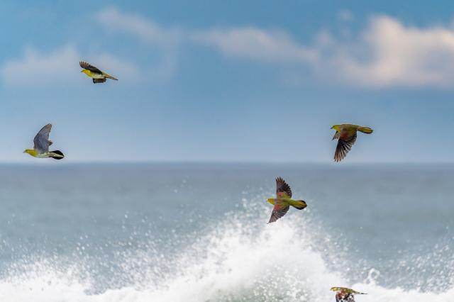 レンズ(ズーム) Canon 100-400mm f4.5-5.6 L IS USM 新品)SONY (ソニー) α7III ズームレンズキット ILCE-7M3K（商品