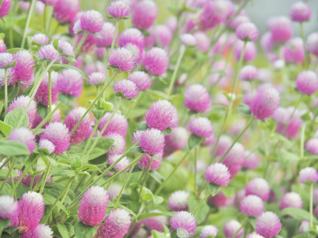 オリンパス 新品)OLYMPUS (オリンパス) M.ZUIKO DIGITAL ED 40-150mm F4.0