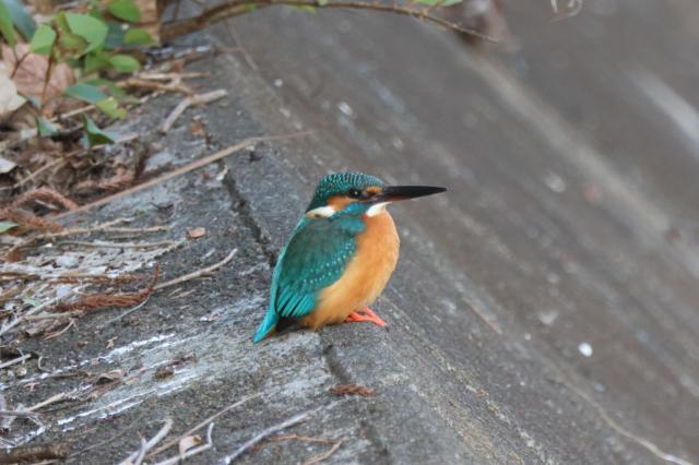 新品)Canon (キヤノン) RF100-400mm F5.6-8 IS USM（商品ID