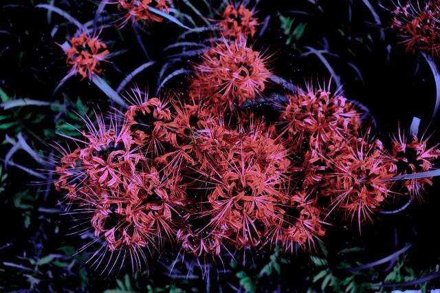 レンズ(ズーム) SIGMA 18-300mm F3.5-6.3 DC MACRO 新品)Panasonic (パナソニック) LUMIX S9 高倍率ズームレンズ