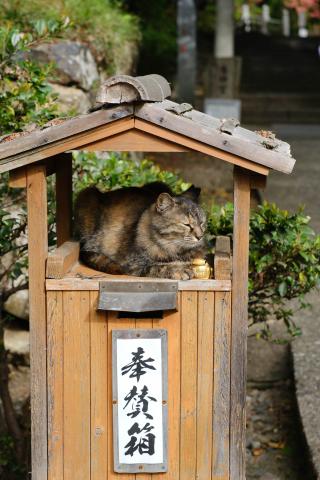 美品FUJIFILM GF35-70mm F4.5-5.6 WR箱付フィルター付 中古)SIGMA (シグマ) C 18-50mm F2.8 DC DN (フジフイルムX用)（商品ID