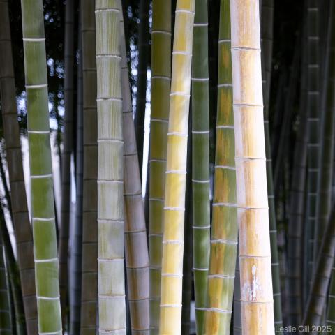 新品)Panasonic (パナソニック) LUMIX S5IIX ダブルレンズキット DC