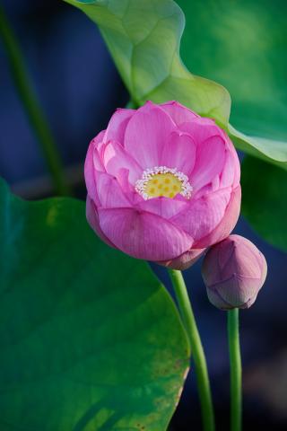 新品)TAMRON (タムロン) 50-400mm F4.5-6.3 Di III VC VXD / Model