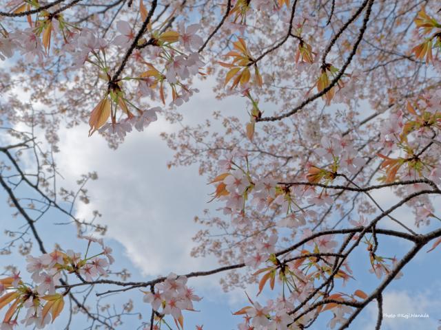 2025年4月号｜sweet（スウィート）│宝島社の通販 宝島チャンネル