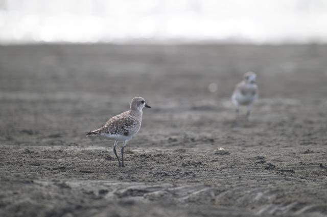 新品)Nikon (ニコン) NIKKOR Z 400mm F4.5 VR S（商品ID