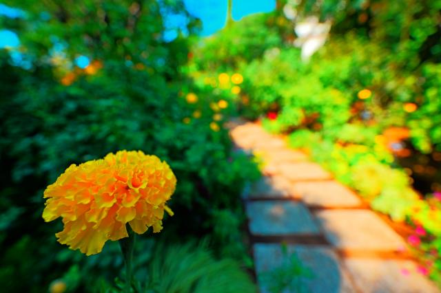 新品)Panasonic (パナソニック) LUMIX S 14-28mm F4-5.6 MACRO S-R1428