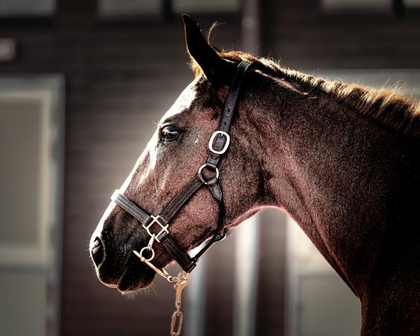 中古)Nikon (ニコン) D750 ボディ（商品ID：3717019765475）詳細ページ