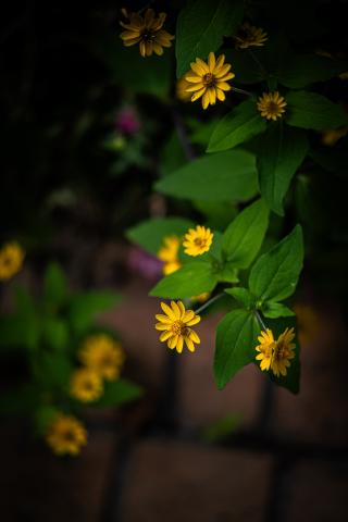 新品)Leica (ライカ) SL2 ズミクロン SL50mm F2 ASPH. セット シルバー