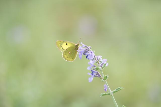 【美品 | フィルターおまけ】FUJIFILM XF70-300mm 100mm K- Seriesフィルターホルダー for Fujifilm XF8-16mmF