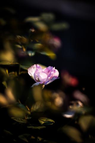 新品)Leica (ライカ) SL2 ズミクロン SL50mm F2 ASPH. セット シルバー