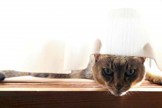 その他 CAT ブレーキホースエクステンション P1.25 - 100mm ブラック｜株式