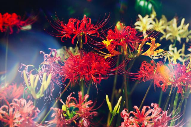 新品)TAMRON (タムロン) 35-150mm F2-2.8 Di III VXD / Model