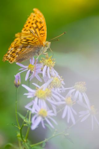 新品)Canon (キヤノン) RF70-200mm F2.8 L IS USM Z ブラック