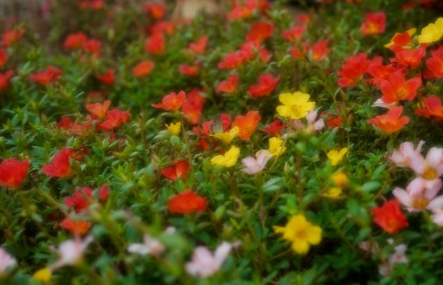 新品)SONY (ソニー) FE 50mm F2.8 Macro SEL50M28（商品ID