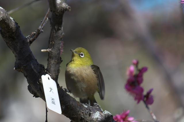 新品)Nikon (ニコン) Z50II 16-50 VR レンズキット（商品ID