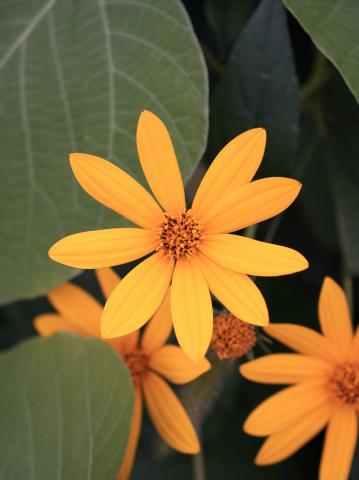 新品)SIGMA (シグマ) Contemporary 18-50mm F2.8 DC DN (ソニーE