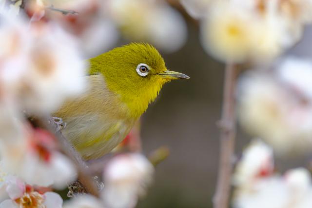 新品)FUJIFILM (フジフイルム) フジノン GF500mm F5.6 R LM OIS