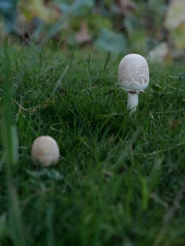 Panasonic 12-32mm F3.5-5.6 ASPH シルバー 新品)Panasonic (パナソニック) LUMIX G9PROII 標準ズームレンズキット