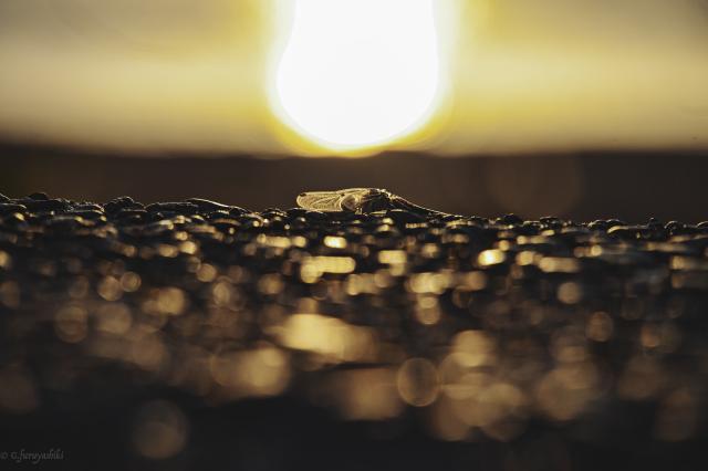 キヤノン EF 70-300mm F4.5-5.6 DO IS USM 新品)Nikon (ニコン) Z5II 24-200 レンズキット（商品ID