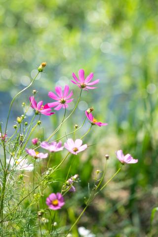 新品)Leica (ライカ) SL2 ズミクロン SL50mm F2 ASPH. セット