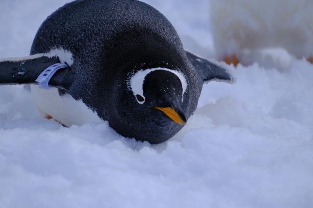 新品)FUJIFILM (フジフイルム) X-S20 XC15-45mmレンズキット（商品ID