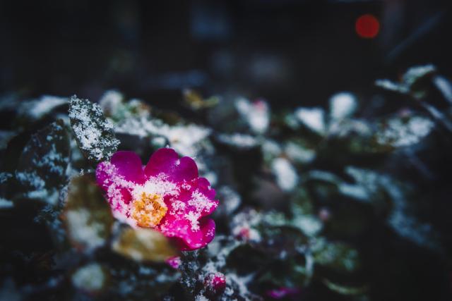 新品)TAMRON (タムロン) 20-40mm F2.8 Di III VXD / Model A062S