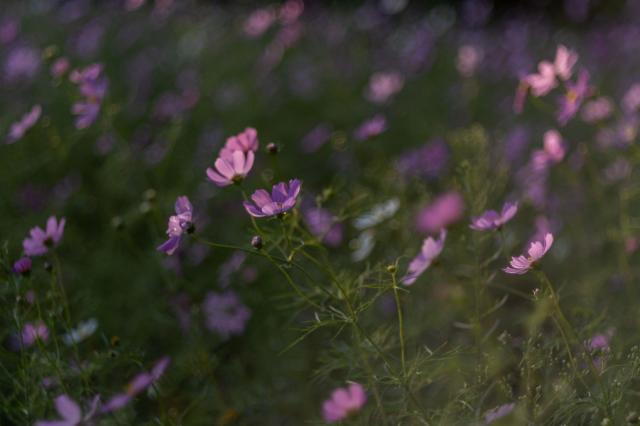 新品)銘匠光学 (めいしょうこうがく) TTArtisan 100mm F2.8 バブルボケ