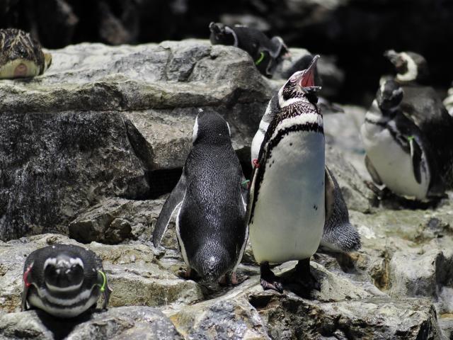 新品)Panasonic (パナソニック) LEICA DG NOCTICRON 42.5mm F1.2