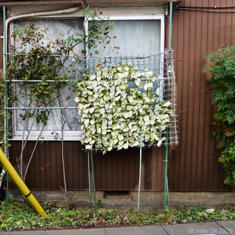 新品)Panasonic (パナソニック) LUMIX S5IIX ダブルレンズキット DC