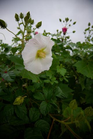 新品)Panasonic (パナソニック) LUMIX S 18-40mm F4.5-6.3 S-R1840