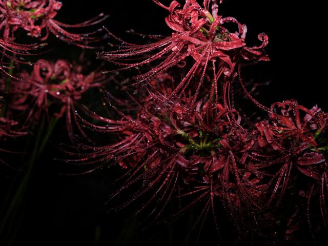 リリィ 中古)FUJIFILM (フジフイルム) フジノン GF55mm F1.7 R WR（商品