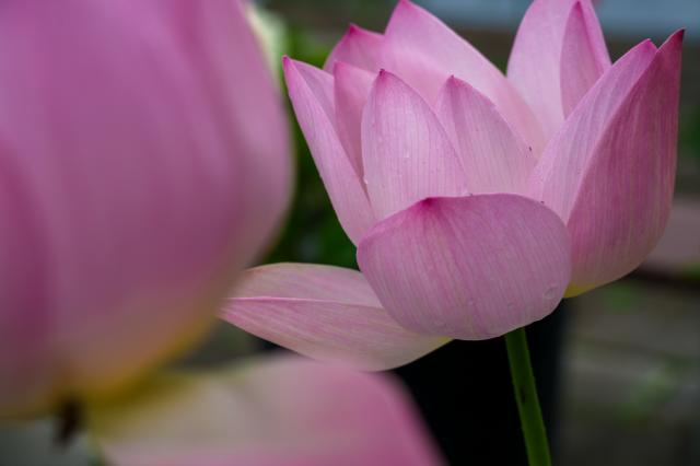 レンズ(ズーム) Tamron 50-300mm f4.5-6.3 Di III A069 新品)TAMRON (タムロン) 50-300mm F4.5-6.3 Di III VC VXD/Model A069S