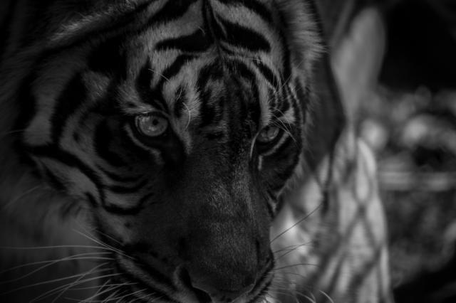 その他 Tora Amazon.co.jp: 山善(YAMAZEN) テレビ回転台(幅60) シャイニー